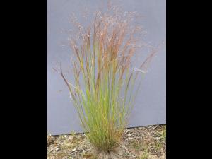 Agrostide scabre(Agrostis scabra)_1