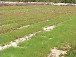 Agrostide scabre(Agrostis scabra)_8