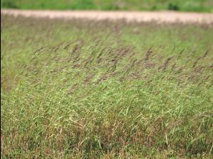 Calamagrostide Canada(Calamagrostis canadensis)_7