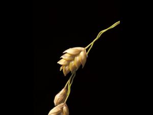 Glycérie Canada (Glyceria canadensis)_7