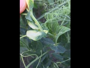 Pois - mésotrione (27)_2