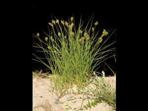 Carex Crawford(Carex crawfordii)_4