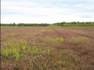 Carex oligosperme(Carex oligosperma)_2