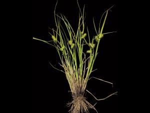 Carex luisant(Carex lurida)_3