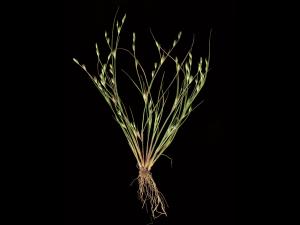 Jonc des crapauds (Juncus bufonius)_1