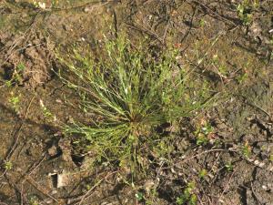 Jonc des crapauds (Juncus bufonius)_4