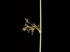 Jonc épars (Juncus effusus)_3