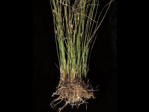 Jonc filiforme (Juncus filiformis)_2