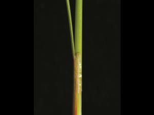 Jonc grêle (Juncus tenuis)_4