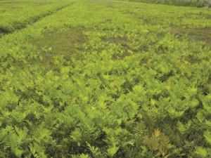 Onoclée sensible (Onoclea sensibilis)_4