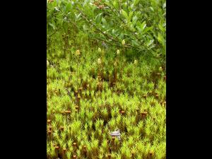Polytrics (Polytrichum spp.)_6