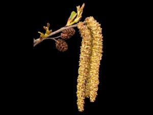 Aulne crispé(Alnus alnobetula)_2