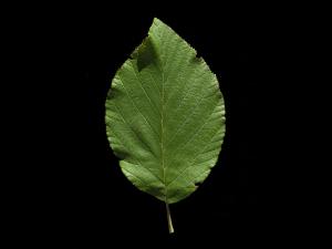 Aulne crispé(Alnus alnobetula)_6