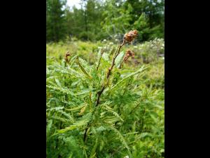 Comptonie voyageuse(Comptonia peregrina)_1