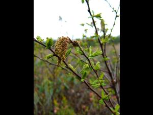 Comptonie voyageuse(Comptonia peregrina)_2