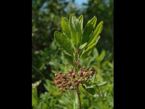 Kalmia feuilles étroites (Kalmia angustifolia)_3