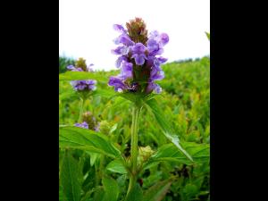 Brunelle vulgaire(Prunella vulgaris)_5