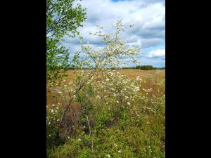 Cerisier Pennsylvanie(Prunus pensylvanica)_1