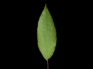 Cerisier Pennsylvanie(Prunus pensylvanica)_5