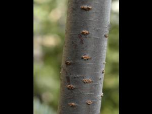 Cerisier Pennsylvanie(Prunus pensylvanica)_6