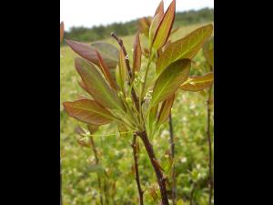 Némopanthe mucroné (Ilex mucronata)_3