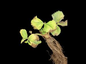 Fraise - mésotrione (27)_2