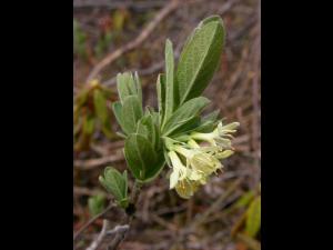 Chèvrefeuille velu(Lonicera villosa)_1