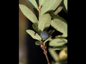 Chèvrefeuille velu(Lonicera villosa)_3