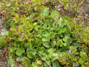 Épigée rampante(Epigaea repens)_2