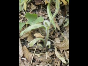 Épervière prés(Pilosella caespitosa)_7