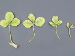 Fraise - glyphosate (9)_18