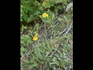 Épervière prés(Pilosella caespitosa)_9