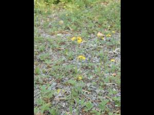 Épervière fleurs nombreuses(Pilosella x floribunda)_4