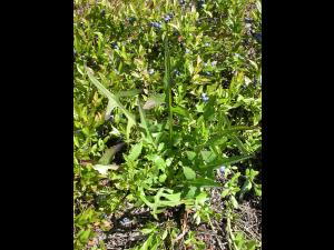 Laitue Canada (Lactuca canadensis)_4