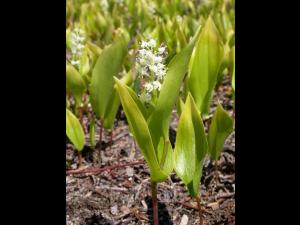 Maianthème Canada (Maianthemum canadense)_1