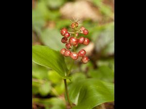 Maianthème Canada (Maianthemum canadense)_4