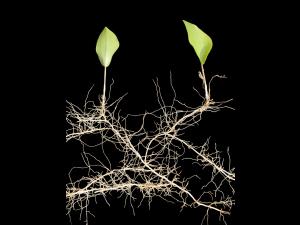 Maianthème Canada (Maianthemum canadense)_6