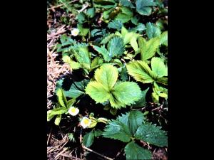 Fraise - glyphosate (9)_22