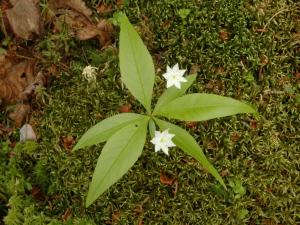 Trientale boréale(Lysimachia borealis)_1