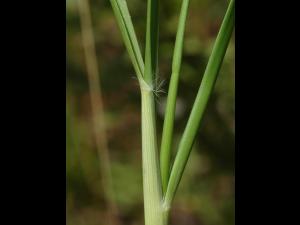 Danthonie épi(Danthonia spicata)_5