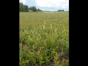 Oryzopsis piquant (Piptatheropsis pungens)_2