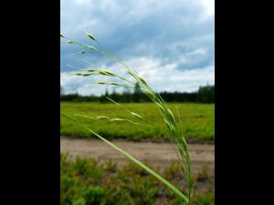 Oryzopsis Canada (Piptatheropsis canadensis)_1