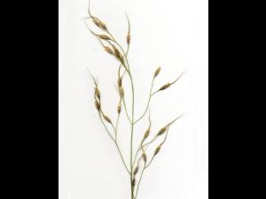 Oryzopsis Canada (Piptatheropsis canadensis)_3