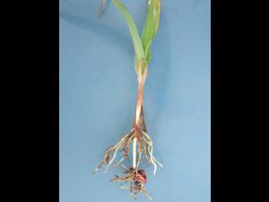 Maïs grain et fourrager - diméthénamide-P (15)_6