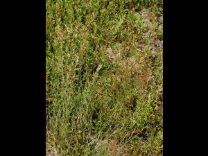 Pâturin comprimé (Poa compressa)_1