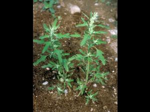 Chénopode feuilles figuier(Chenopodium ficifolium)_4