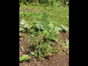 Chénopode feuilles figuier(Chenopodium ficifolium)_14