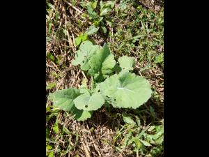 Canola(Brassica napus)_5