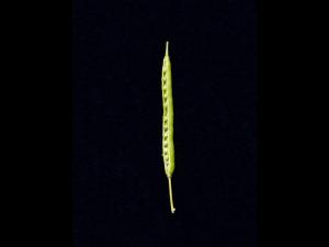 Canola(Brassica napus)_6