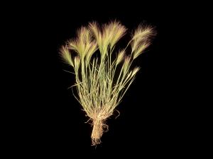 Orge queue-écureuil (Hordeum jubatum)_1